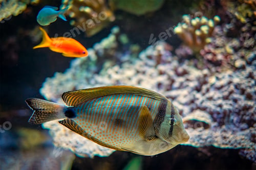 Preview: Red Sea sailfin tangfish underwater in sea