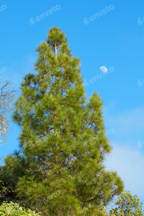 Preview: Pine forest in the mountaions of La Palma