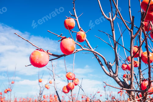 Preview: Kakis on the branch of a tree, orange in the sun, hanging from the branch of a tree.
