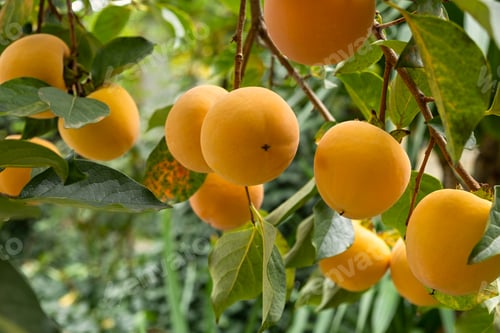 Preview: Ripe persimmon on a tree.
