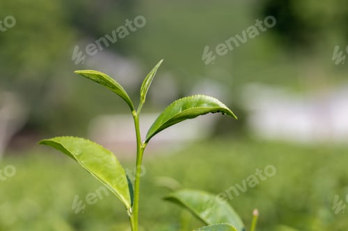Preview: Picking tea leaves by hand in organic green tea farm.