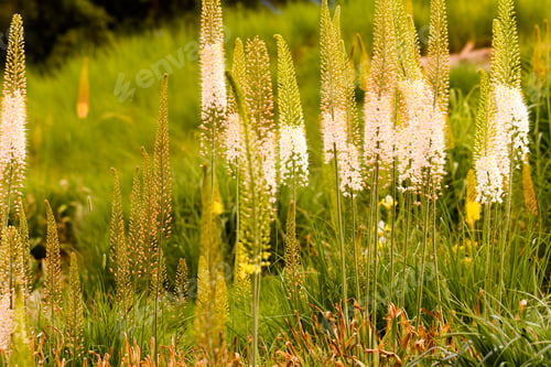 Preview: Flowers