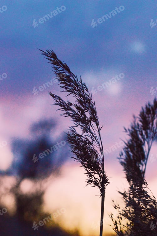 Preview: Grass straw during sunset