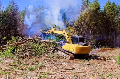 Preview: Heavy machinery clears trees in forested area during works day