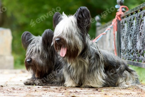 Preview: Two sky Terrier dogs walk in the Park in the summer