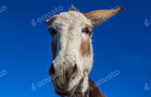 Preview: Donkey