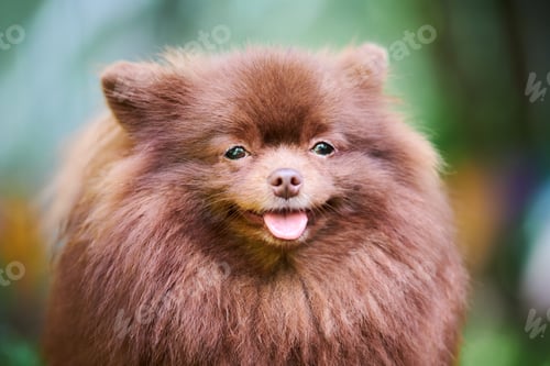 Preview: Pomeranian Spitz dog in garden, close up face portrait