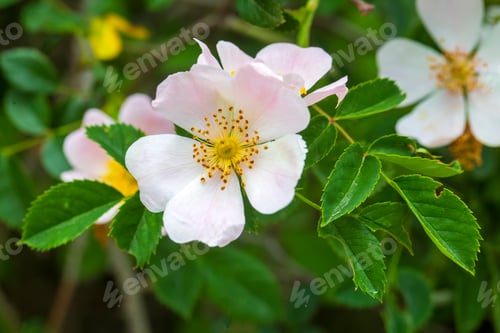 Preview: Wild Rose (Rosa canina) with open petals in spring