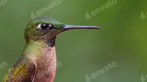 Preview: Fawn breasted brilliant (Heliodoxa rubinoides). Portrait of a hummingbird with a tick to the eye.