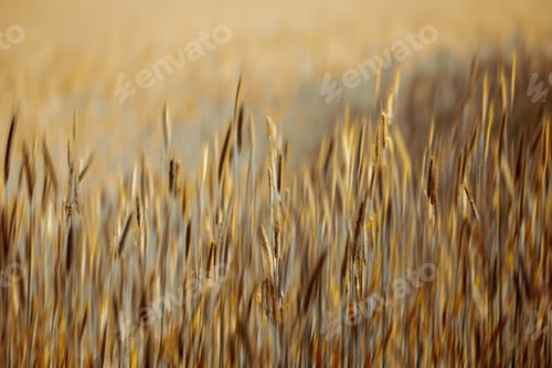 Preview: Harvest. A photo of a vibrant country field in harvest.