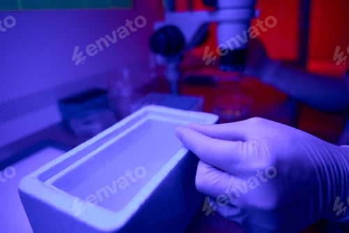 Preview: Technician putting straw with embryo into liquid nitrogen tank