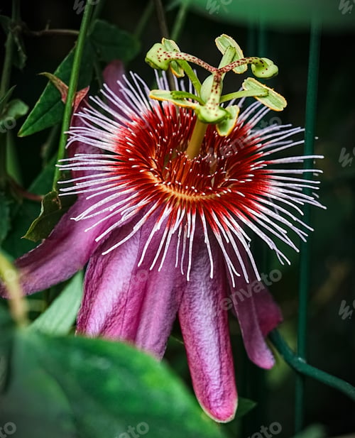 Preview: Vibrant passion flower blossom with colorful pistils and stamen.