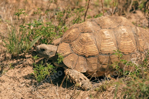 Preview: Exploring the unique wildlife of Botswana: a close encounter with a tortoise in its natural habitat