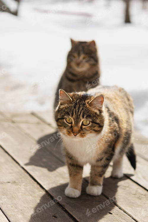 Preview: domestic cats walk outdoors in spring at the farm.