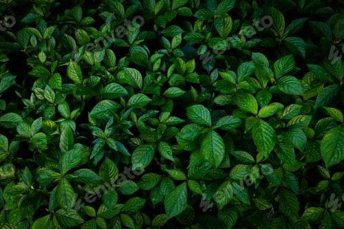Preview: Top view Green leaves pattern background, Natural wallpaper