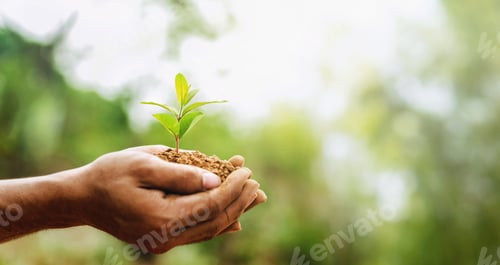 Preview: person is holding small plant in their hand
