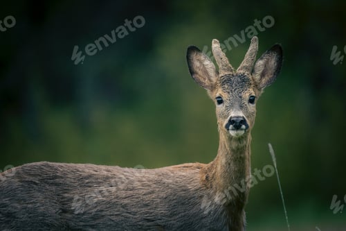 Preview: Beautiful deer in the field on a sunny day in Sweden