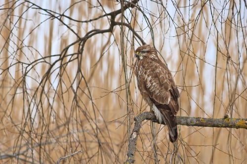 Preview: Common Buzzard (Buteo buteo)