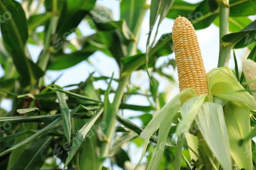 Preview: Ripe corn cobs in field on sunny day