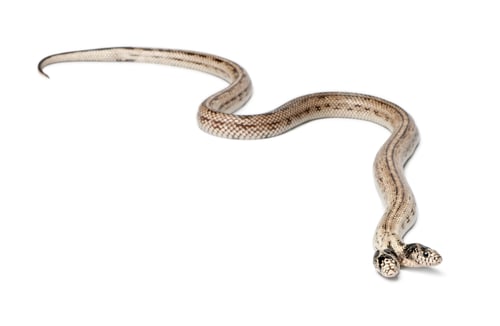 Preview: two headed eastern kingsnake - Lampropeltis getula californiae, white background