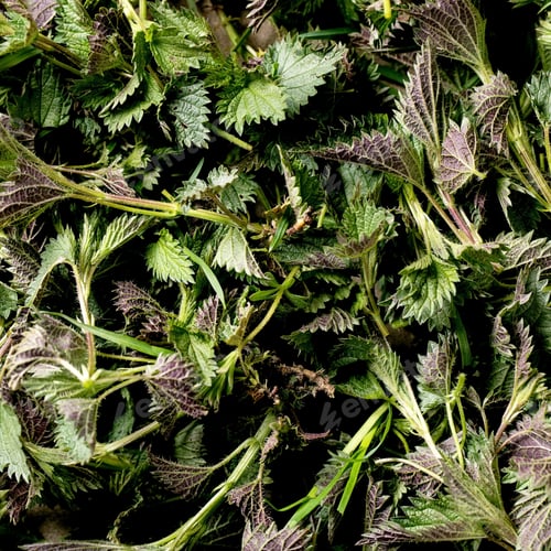 Preview: Heap of young nettle leaves