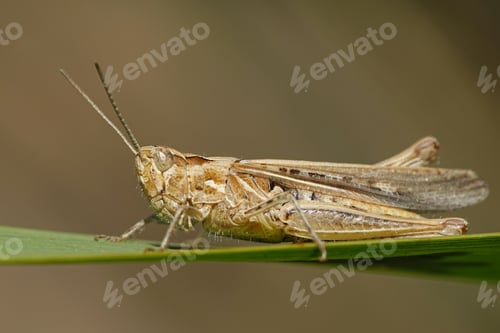 Preview: Grasshopper (Orthoptera) macro photo