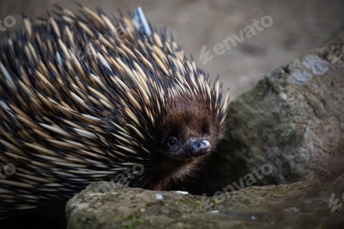 Preview: Echidna animal wild bush spikes scourage food