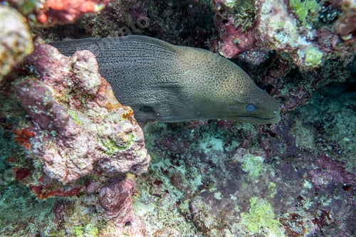 Preview: Moray eel hiding in coral reef stone