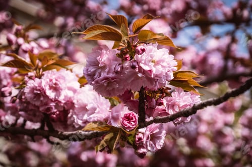 Preview: Pink Spring Blossoms in Gentle Sunlight