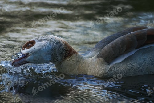 Preview: Egyptian goose (Alopochen aegyptiaca) swimming in a tranquil lake