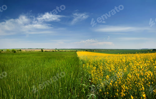 Preview: beautiful farmland, dividing the line of yellow rapeseed and green field