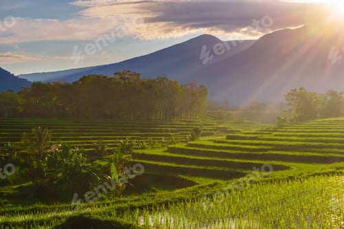 Preview: Beautiful morning view indonesia panorama landscape paddy fields