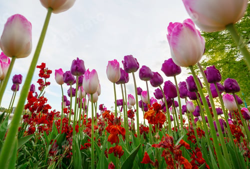 Preview: Tulips