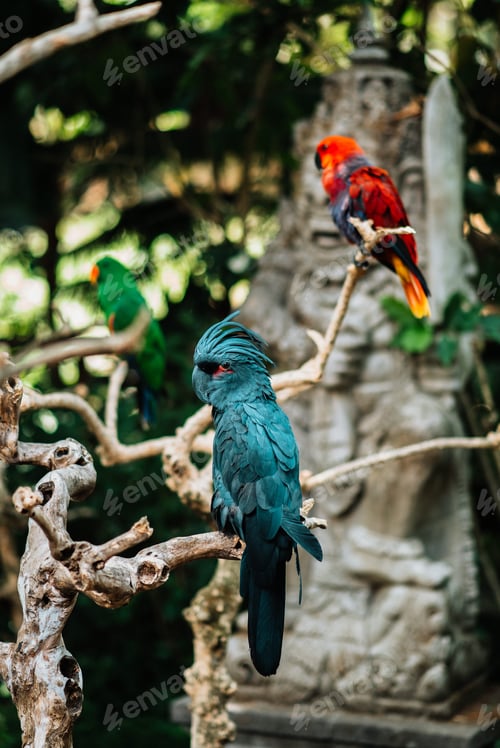 Preview: 3 parrots