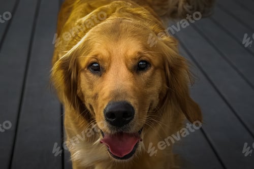 Preview: CLOSE UP PORTRAIT OF A GOLDEN RETRIEVER ON A DECK WITH BEAUTIFUL EYES IN CHELAN