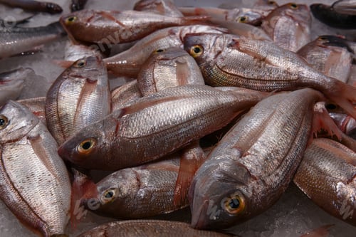 Preview: Dorado fish on ice. Close-up.