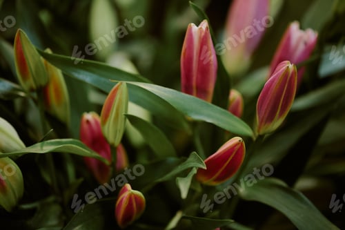 Preview: Lilys Pink Bud