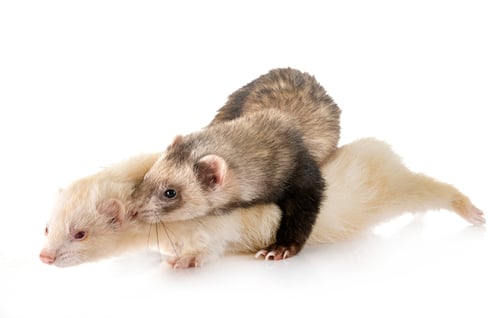 Preview: two ferrets in studio