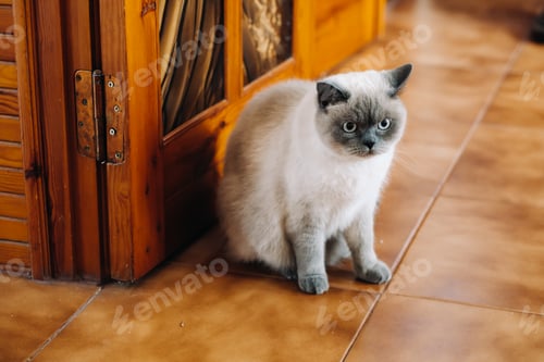 Preview: Beautiful cat sitting at home and relaxing, pet life concept