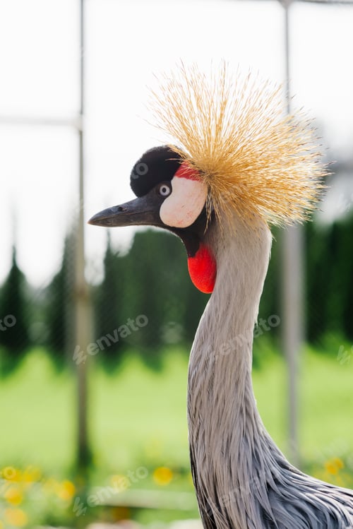 Preview: Portrait of a beautiful Crowned crane in the zoo
