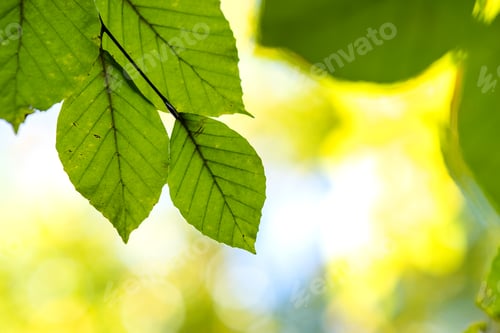 Preview: Close up of bright vibrant yellow leaves on a tree branches in autumn park. Detail of fall forest