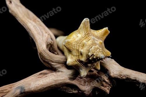 Preview: Strombus pugilis Shell on Driftwood with Black Background