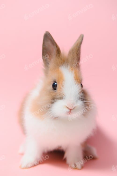 Preview: Little rabbit shot on pink background