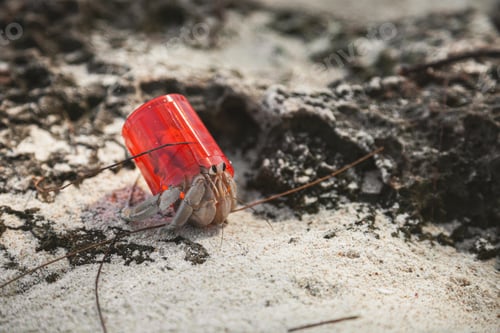 Preview: Hermit crab with a plastic shell, Zanzibar