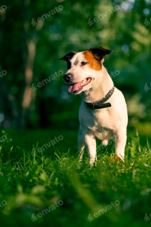 Preview: portrait of an active playful jack russell terrier dog on a walk in the park