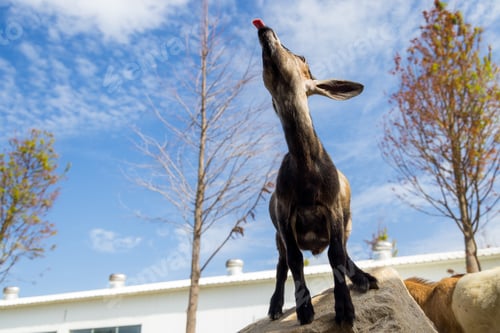 Preview: Cute little lamb in zoo park