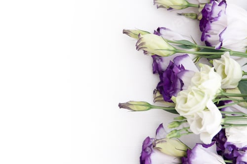 Visualização: Flores e botões lilás e brancos em um fundo branco. Lugar para texto. Em branco para cartão comemorativo