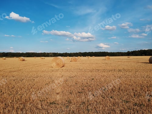 Preview: Harvested field with straw bales on blue sky