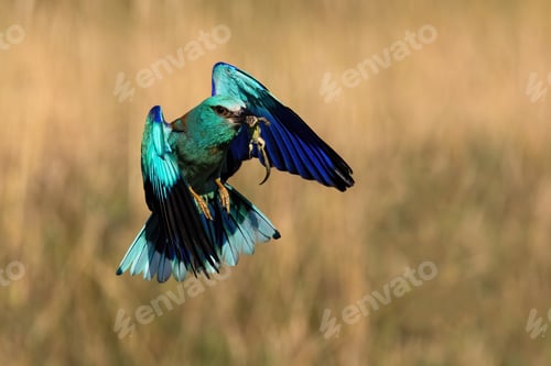 Preview: Blue european roller flying with a catch in beak in spring