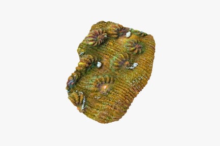 Visualização: Detalhe da formação de coral em espiral com detalhes florais